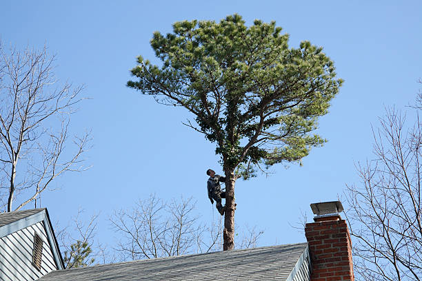 How Our Tree Care Process Works  in  Middletown, OH